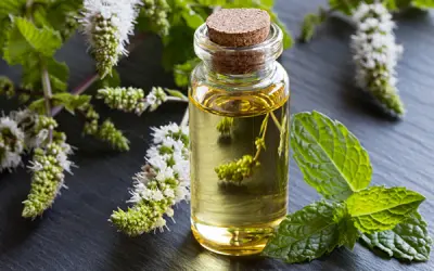 The Powerful Benefits of Peppermint Oil: Elevate Mood, Focus & Brand Experience