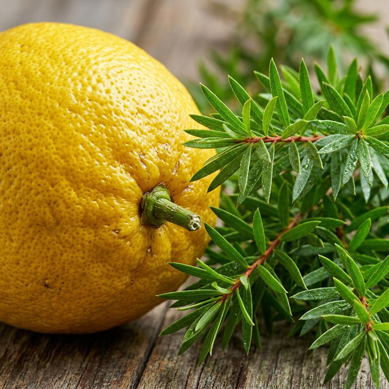 Lemon & Tea Tree Diffuser Oil · No. 095