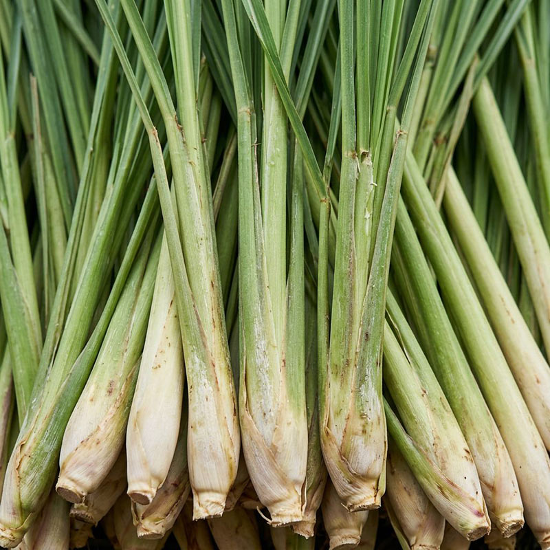 Lemongrass Diffuser Oil · No. 096