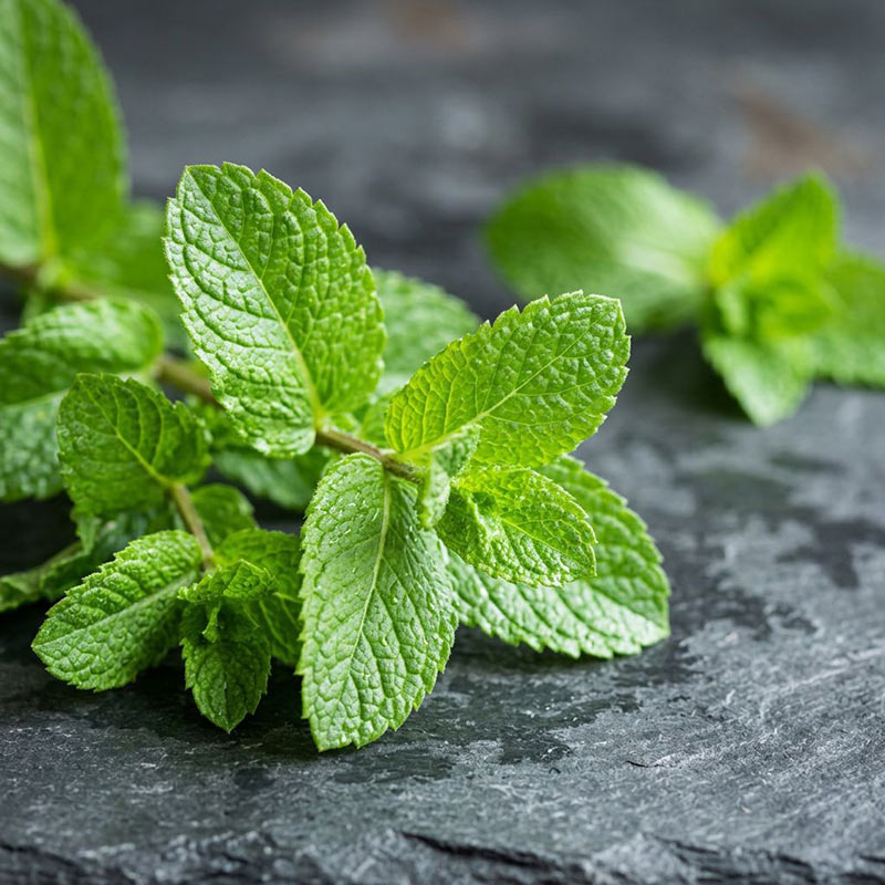 Spearmint Diffuser Oil · No. 320
