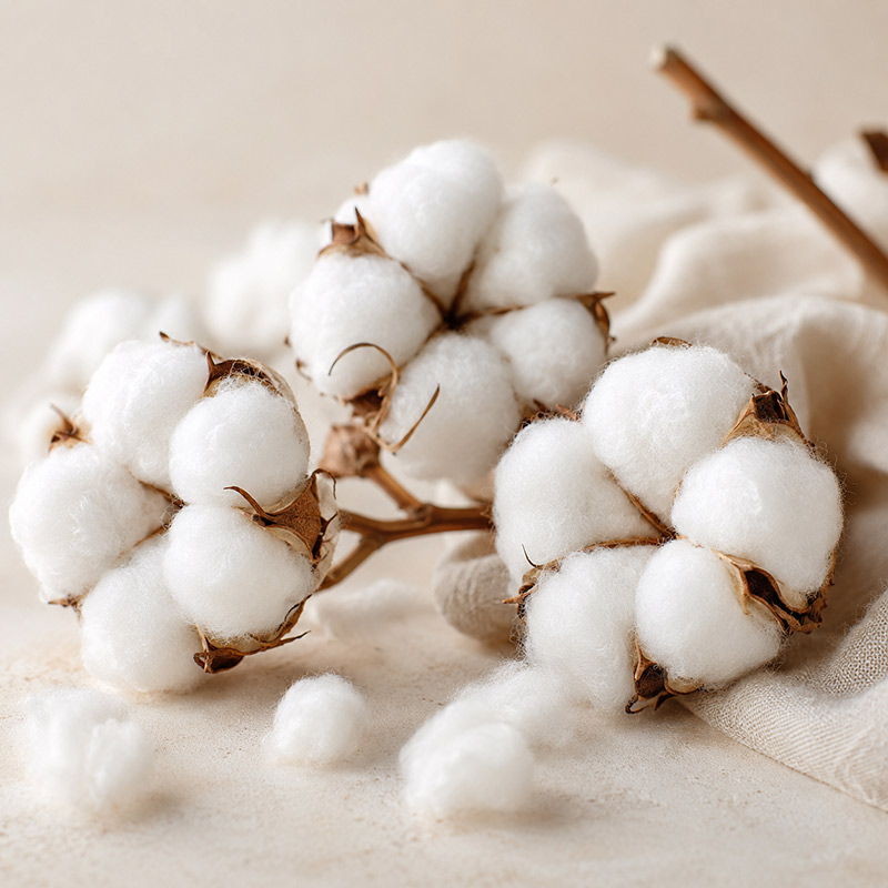 Cotton Fragrance Oil with fresh laundry linen bergamot lemon white musk and oakmoss notes