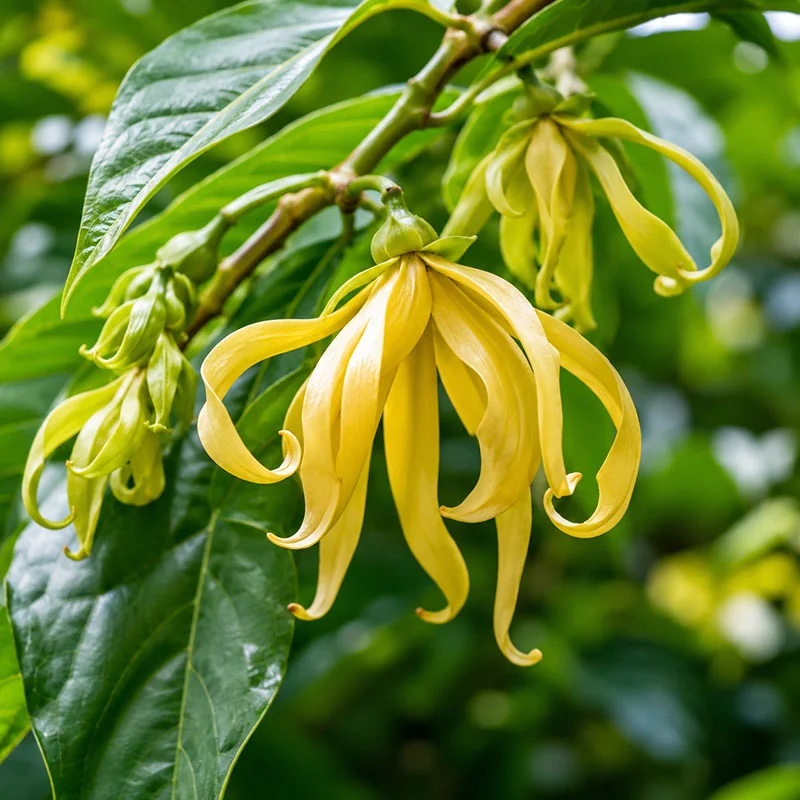 Ylang Ylang essential oil diffuser blend with fresh ylang ylang flowers