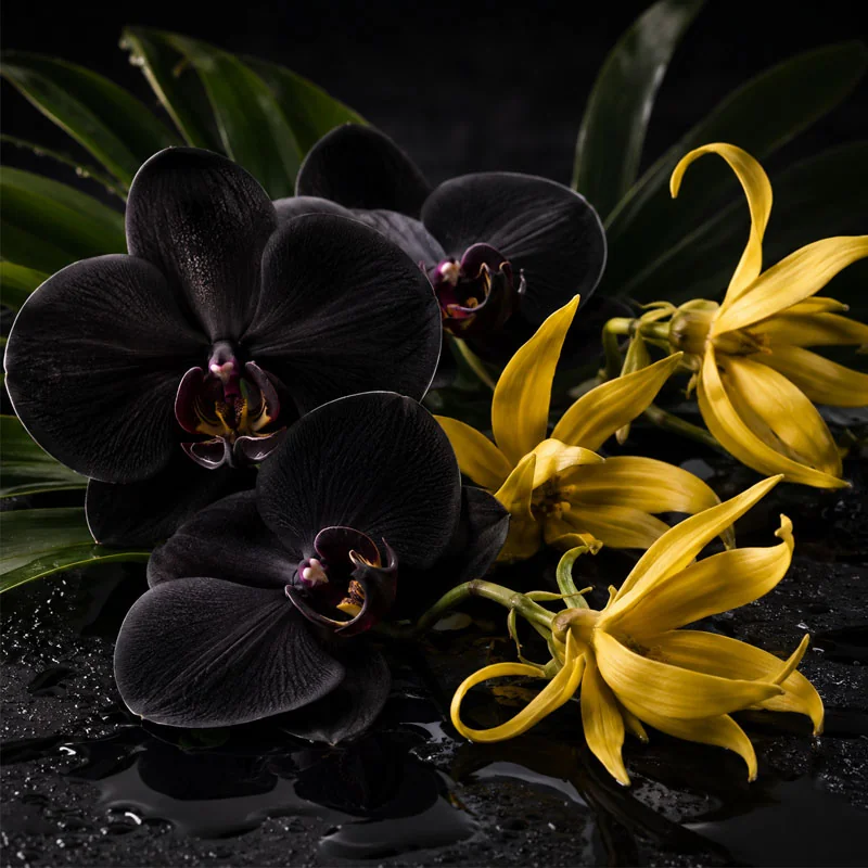 Black Orchid and Ylang diffuser oil with orchid and ylang-ylang flowers
