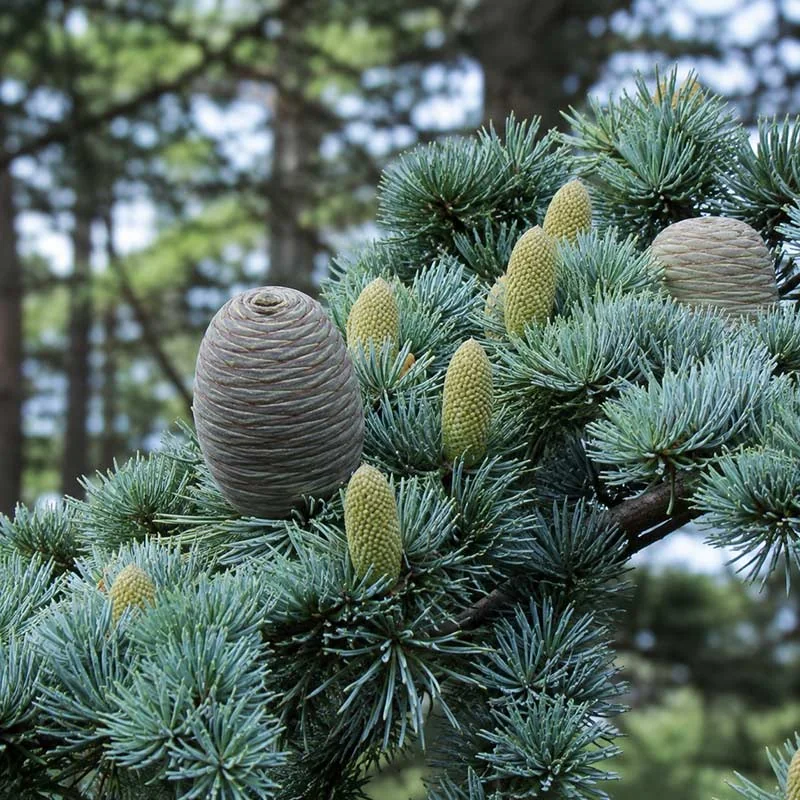 Cedarwood Atlas essential oil diffuser blend with natural cedarwood
